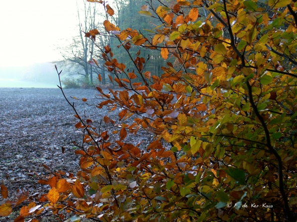 Chant d'automne 2012 (28)